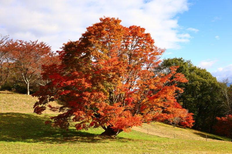 池田町、松川村のご紹介