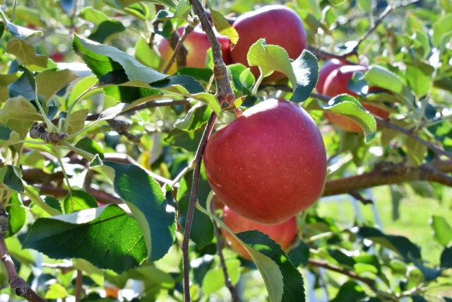 朝日村、山形村のご紹介 Asahi-mura, Yamagata-mura no go shōkai Introduction to Asahi Village and Yamagata Village 朝日村、山形村のご紹介